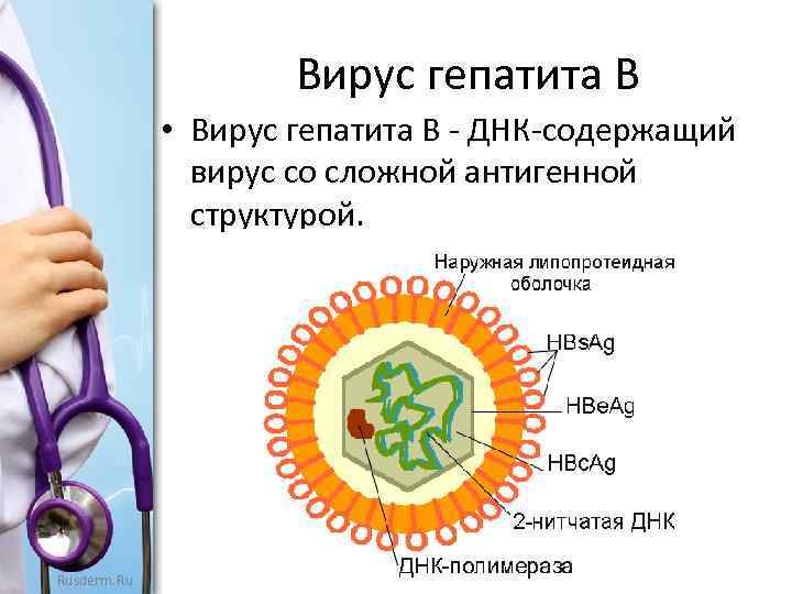 Вирус гепатита В • Вирус гепатита В - ДНК-содержащий вирус со сложной антигенной структурой.