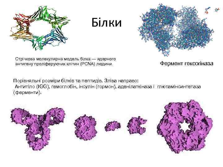 Білки Стрічкова молекулярна модель білка — ядерного антигену проліферуючих клітин (PCNA) людини. Фермент гексогіназа