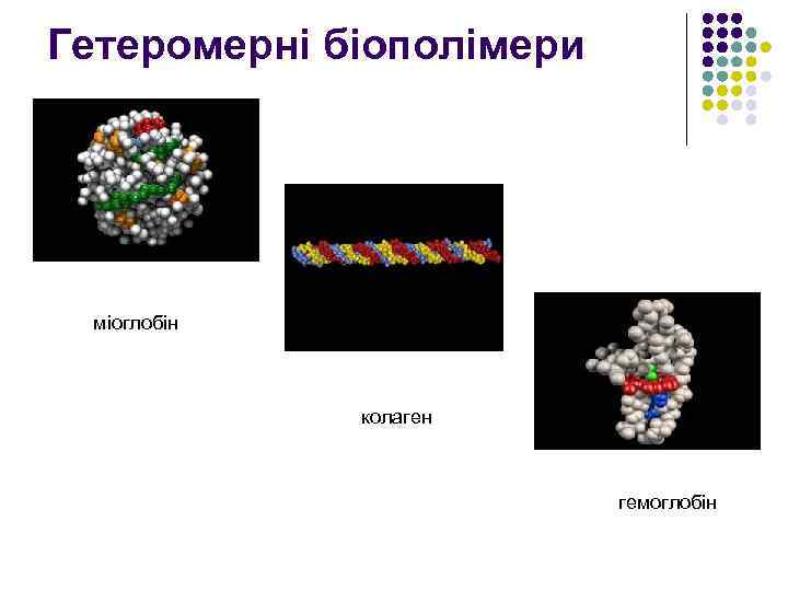 Гетеромерні біополімери міоглобін колаген гемоглобін 