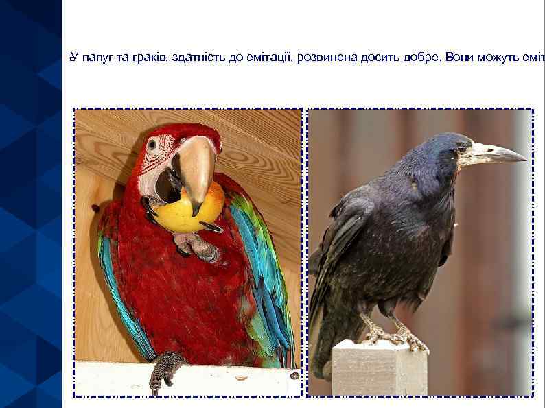 У папуг та граків, здатність до емітації, розвинена досить добре. Вони можуть еміт 