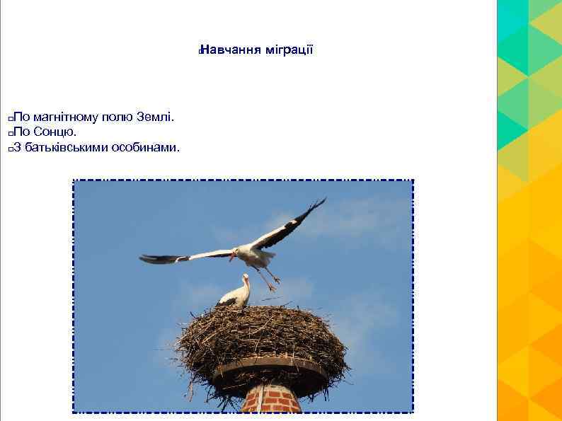 Навчання міграції По магнітному полю Землі. По Сонцю. З батьківськими особинами. 