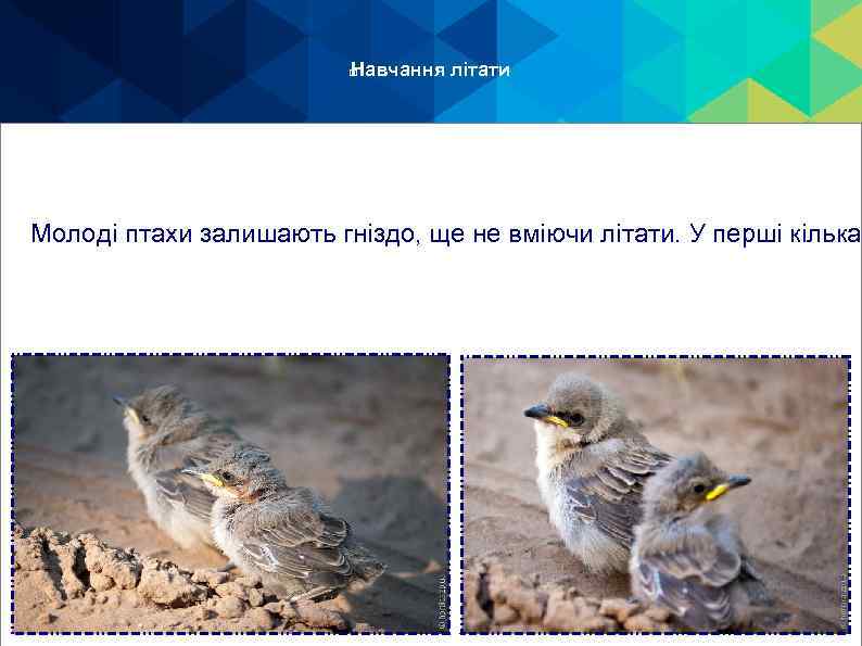 Навчання літати Молоді птахи залишають гніздо, ще не вміючи літати. У перші кілька 