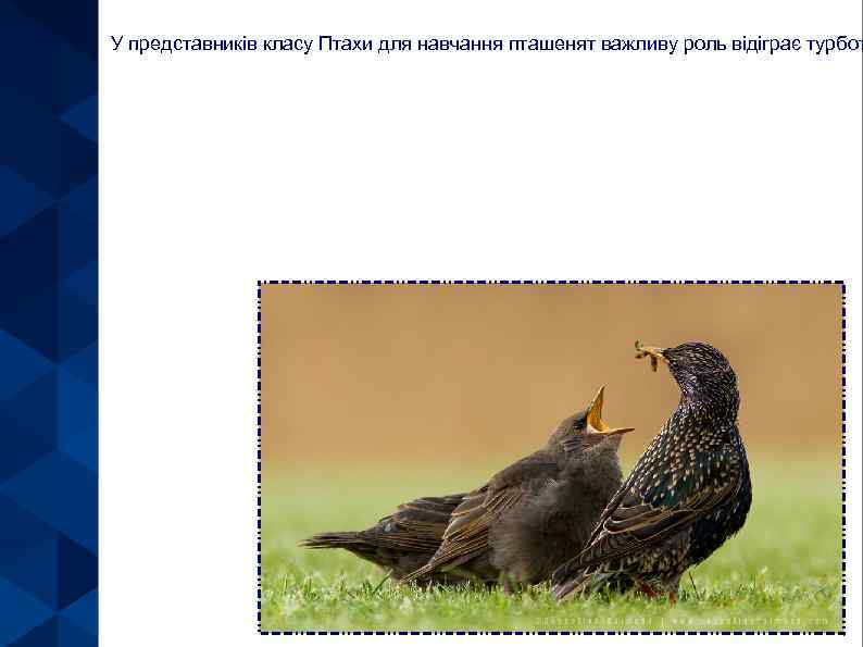 У представників класу Птахи для навчання пташенят важливу роль відіграє турбот 