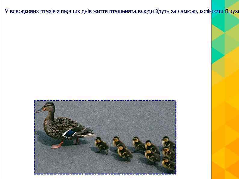 У виводкових птахів з перших днів життя пташенята всюди йдуть за самкою, копіюючи її