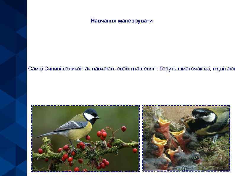 Навчання маневрувати Самці Синиці великої так навчають своїх пташенят : беруть шматочок їжі, підлітают