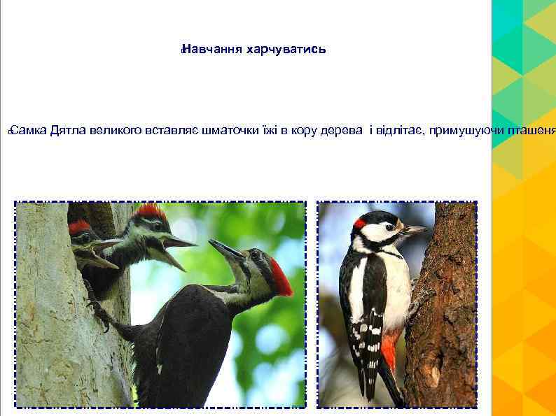 Навчання харчуватись Самка Дятла великого вставляє шматочки їжі в кору дерева і відлітає, примушуючи