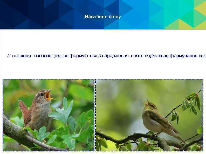 Навчання співу У пташенят голосові реакції формуються з народження, проте нормальне формування спів 