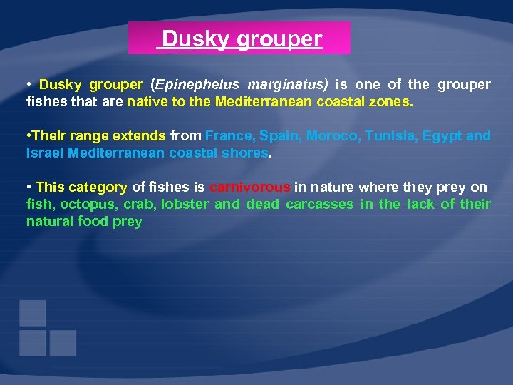 Dusky grouper • Dusky grouper (Epinephelus marginatus) is one of the grouper fishes that