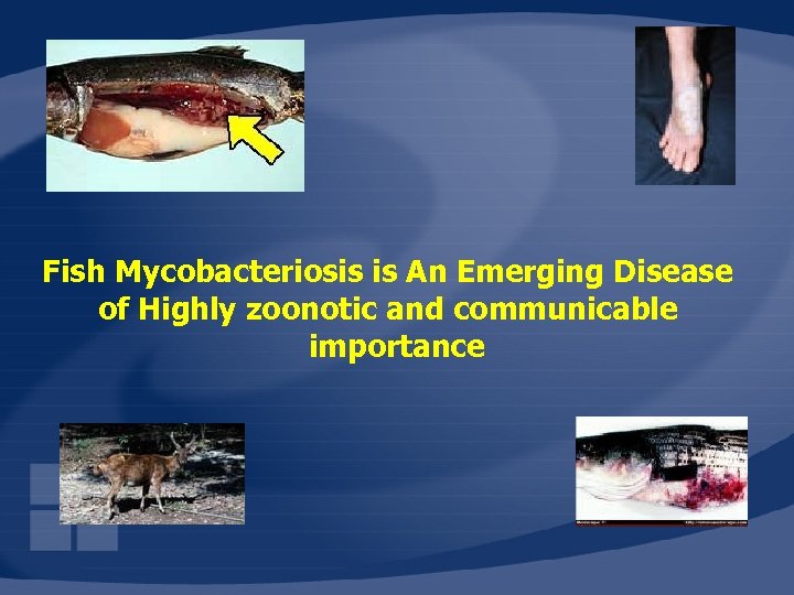 Fish Mycobacteriosis is An Emerging Disease of Highly zoonotic and communicable importance 