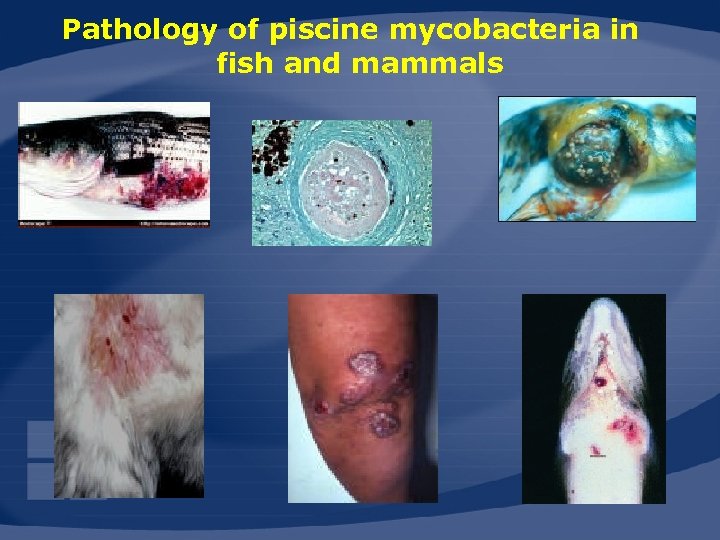 Pathology of piscine mycobacteria in fish and mammals 