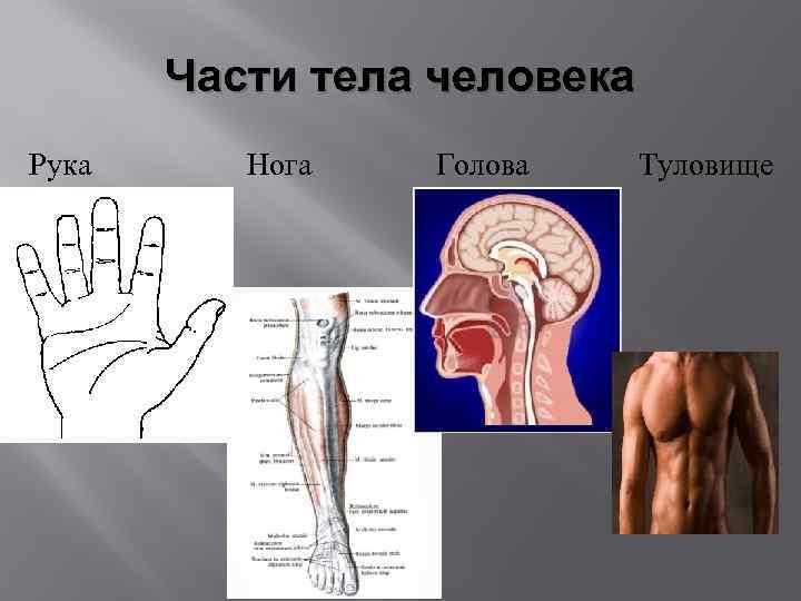 Части тела человека Рука Нога Голова Туловище 