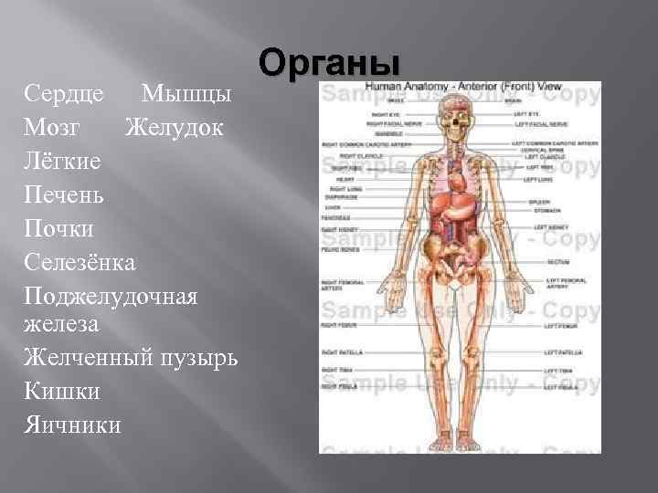Сердце Мышцы Мозг Желудок Лёгкие Печень Почки Селезёнка Поджелудочная железа Желченный пузырь Кишки Яичники