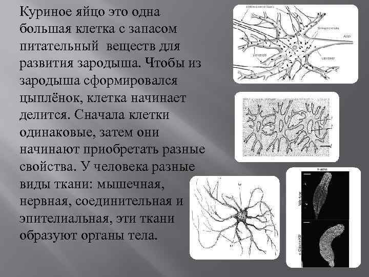 Куриное яйцо это одна большая клетка с запасом питательный веществ для развития зародыша. Чтобы