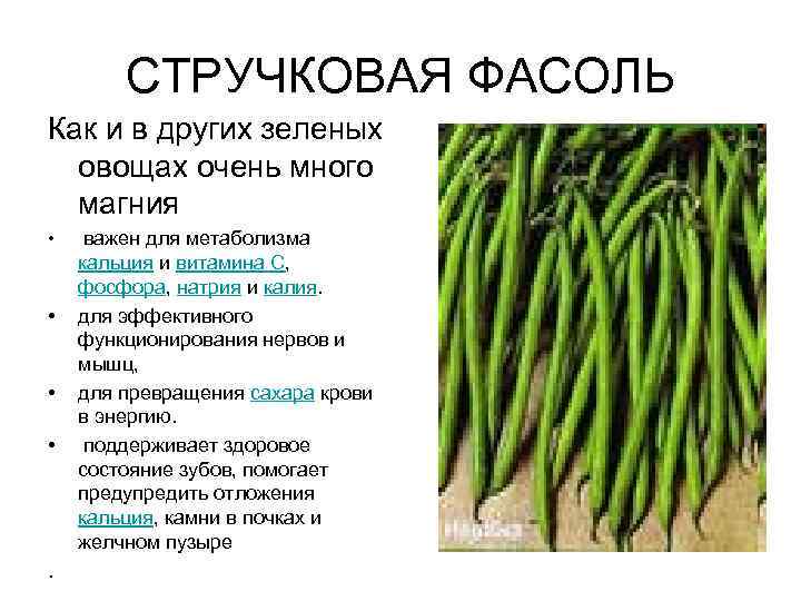 СТРУЧКОВАЯ ФАСОЛЬ Как и в других зеленых овощах очень много магния • • .
