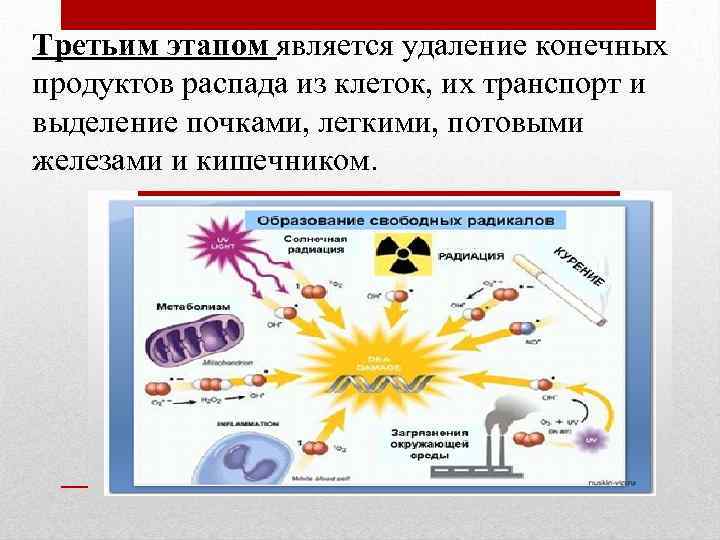 Третьим этапом является удаление конечных продуктов распада из клеток, их транспорт и выделение почками,