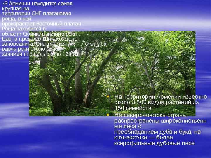  В Армении находится самая крупная на территории СНГ платановая роща, в ней произрастает