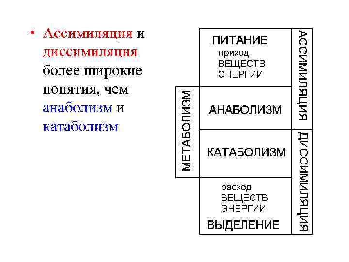  • Ассимиляция и диссимиляция более широкие понятия, чем анаболизм и катаболизм 
