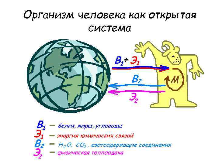 1 открытая система. Организм открытая система. Организмы открытые системы. Человек открытая система.