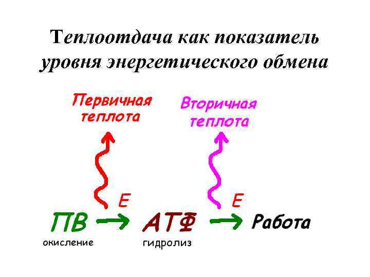 Теплоотдача как показатель уровня энергетического обмена 