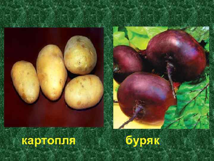 картопля буряк 
