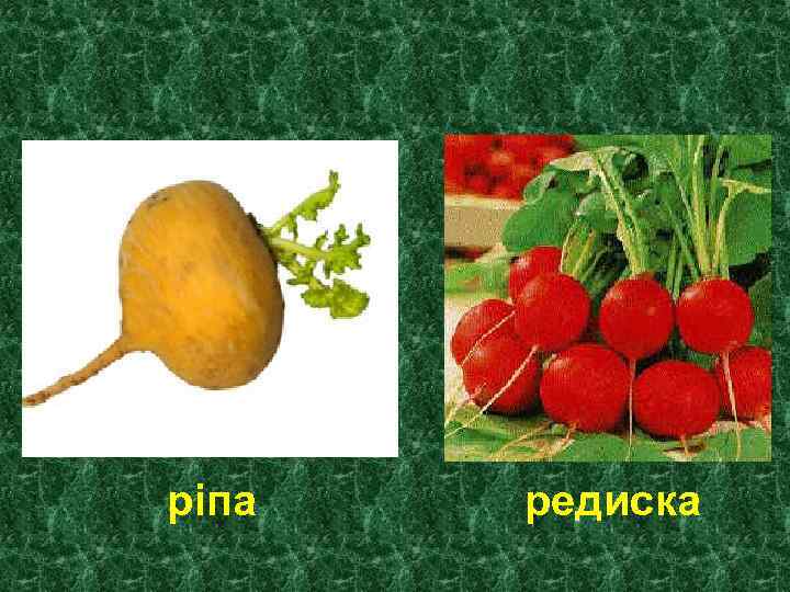 ріпа редиска 