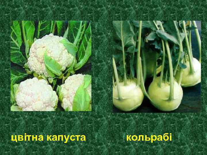 цвітна капуста кольрабі 
