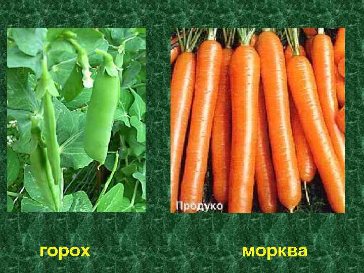 горох морква 