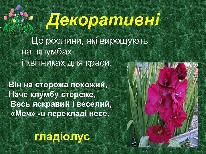 Декоративні Це рослини, які вирощують на клумбах і квітниках для краси. Він на сторожа