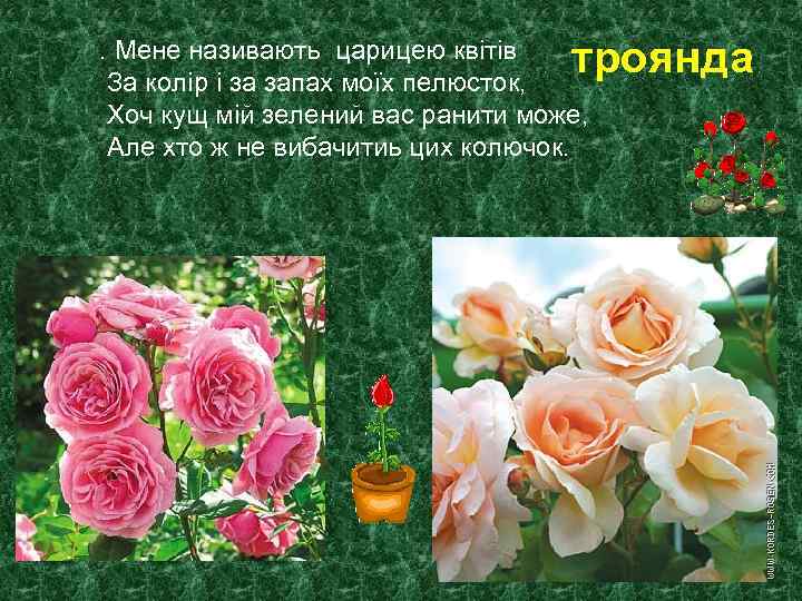 троянда . Мене називають царицею квітів За колір і за запах моїх пелюсток, Хоч