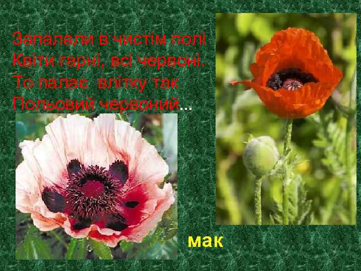 Запалали в чистім полі Квіти гарні, всі червоні. То палає влітку так Польовий червоний…