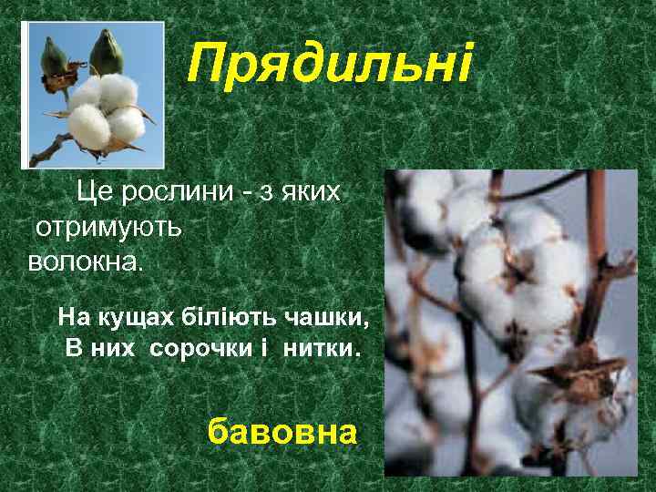 Прядильні Це рослини - з яких отримують волокна. На кущах біліють чашки, В них