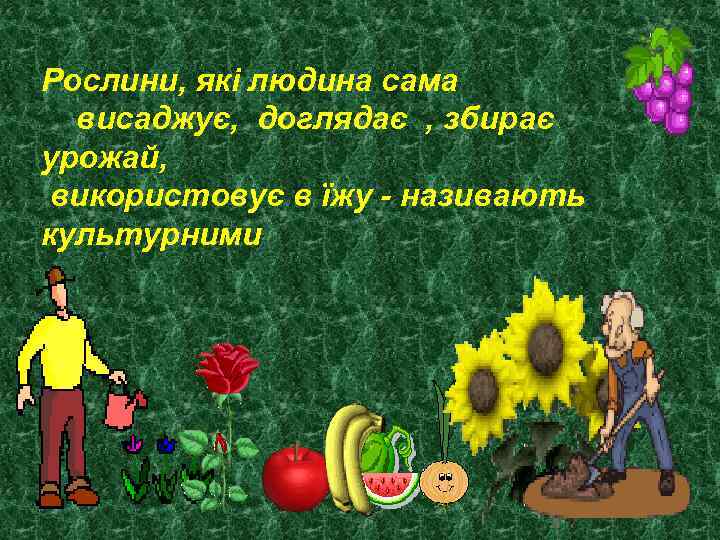Рослини, які людина сама висаджує, доглядає , збирає урожай, використовує в їжу - називають