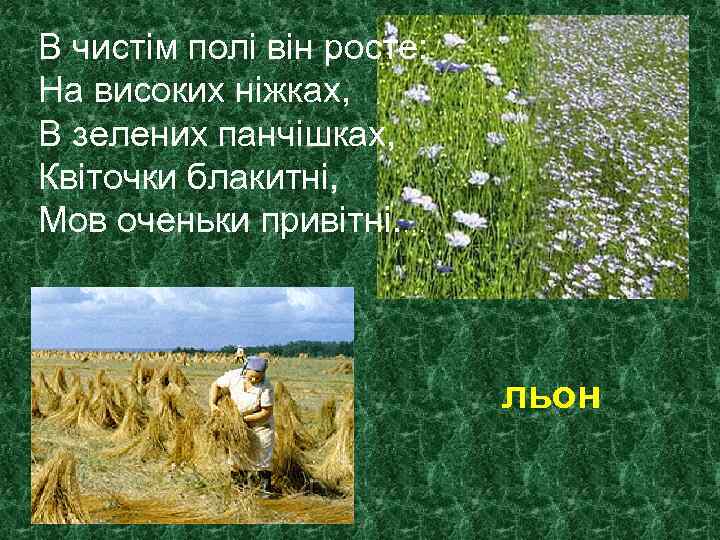 В чистім полі він росте: На високих ніжках, В зелених панчішках, Квіточки блакитні, Мов
