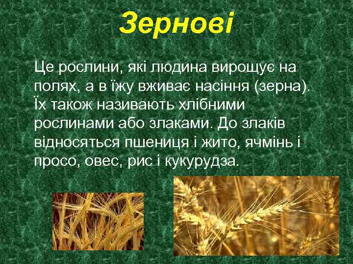Зернові Це рослини, які людина вирощує на полях, а в їжу вживає насіння (зерна).