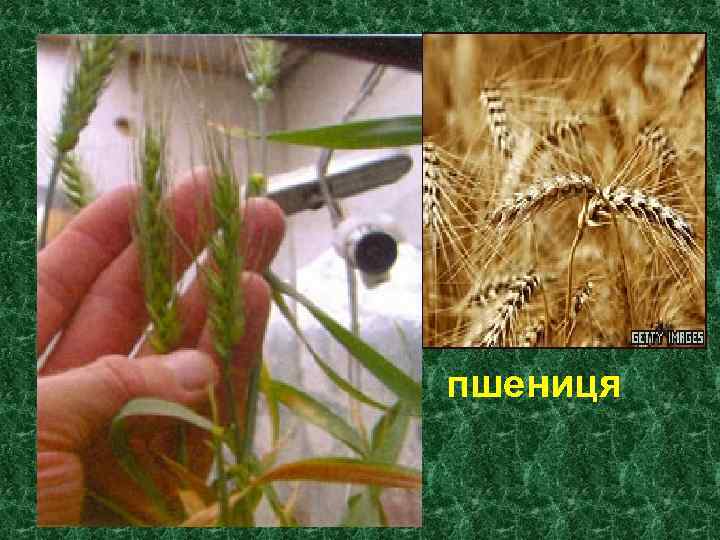 … пшениця 