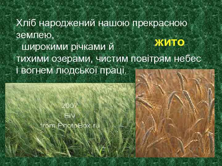 Хліб народжений нашою прекрасною землею, жито широкими річками й тихими озерами, чистим повітрям небес