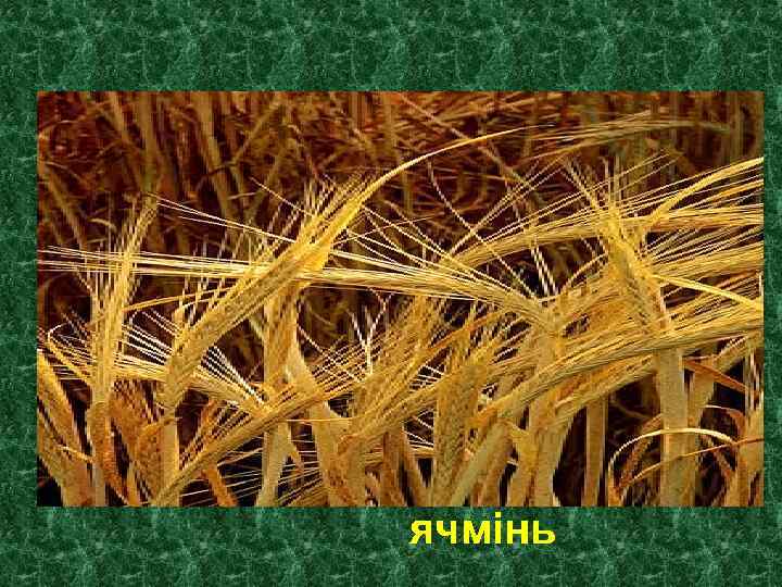 ячмінь 