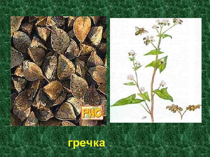 гречка 