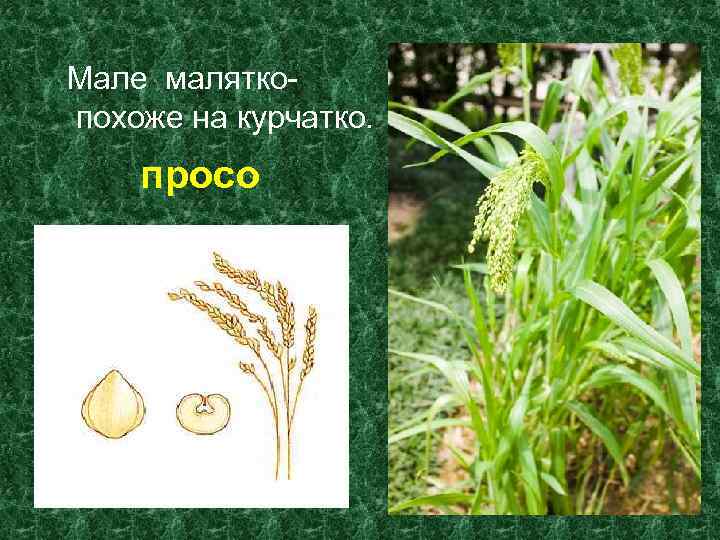 Мале маляткопохоже на курчатко. просо 