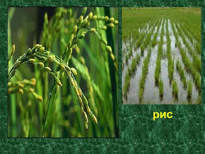 рис 