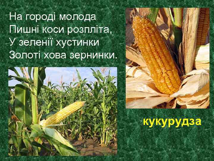 На городі молода Пишні коси розпліта, У зеленії хустинки Золоті хова зернинки. кукурудза 