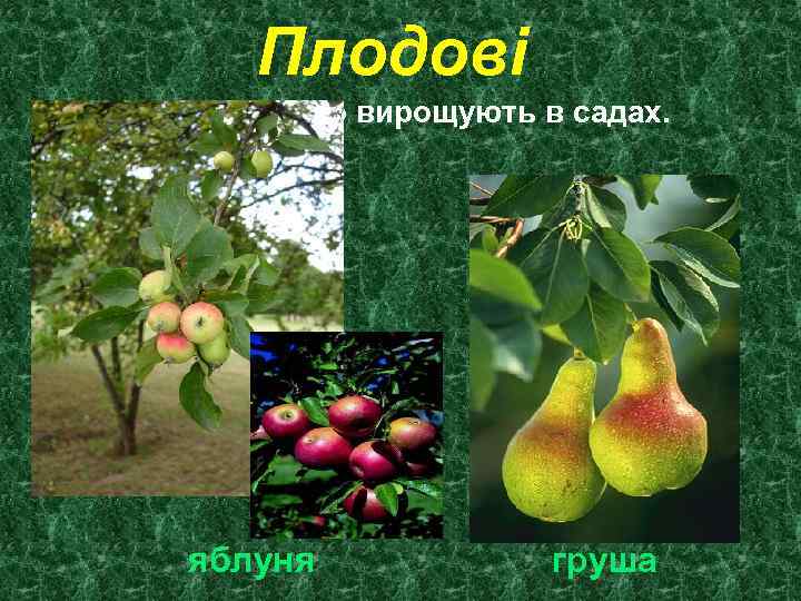 Плодові Це рослини, що вирощують в садах. яблуня груша 