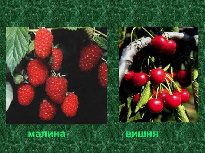 малина вишня 