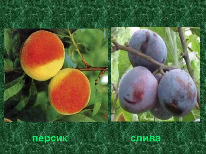 персик слива 
