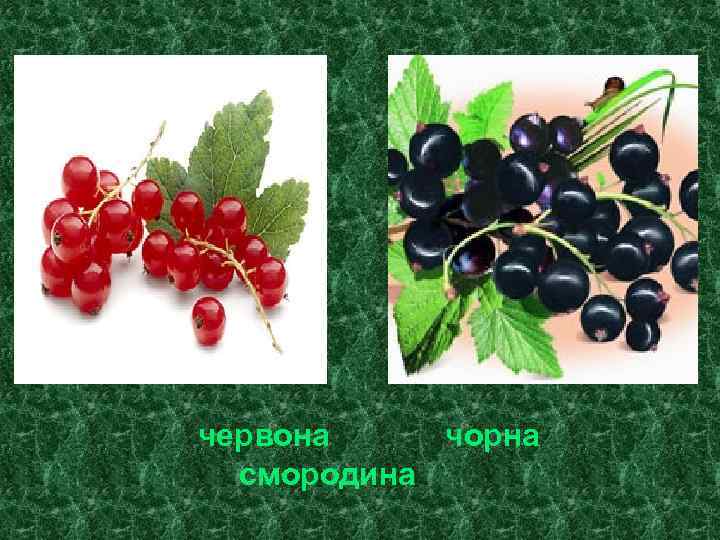 червона чорна смородина 