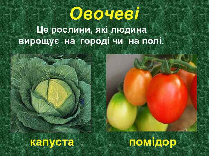 Овочеві Це рослини, які людина вирощує на городі чи на полі. капуста помідор 