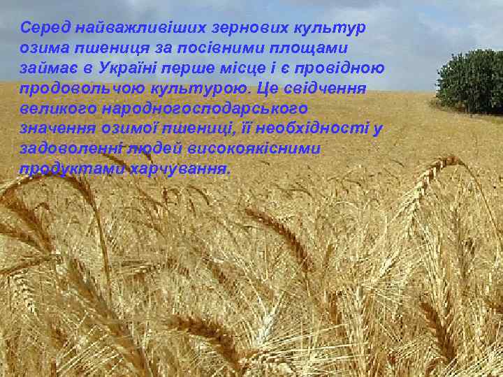 Серед найважливіших зернових культур озима пшениця за посівними площами займає в Україні перше місце