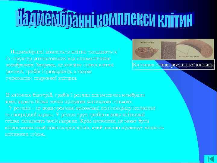 Надмембранні комплекси клітин складаються із структур розташованих над плазматичною мембраною. Зокрема, це клітина стінка