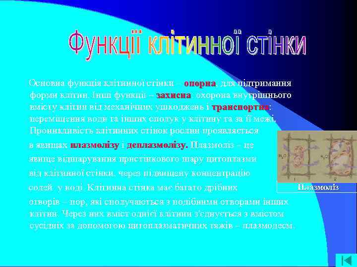 Основна функція клітинної стінки – опорна, для підтримання опорна форми клітин. Інші функції –