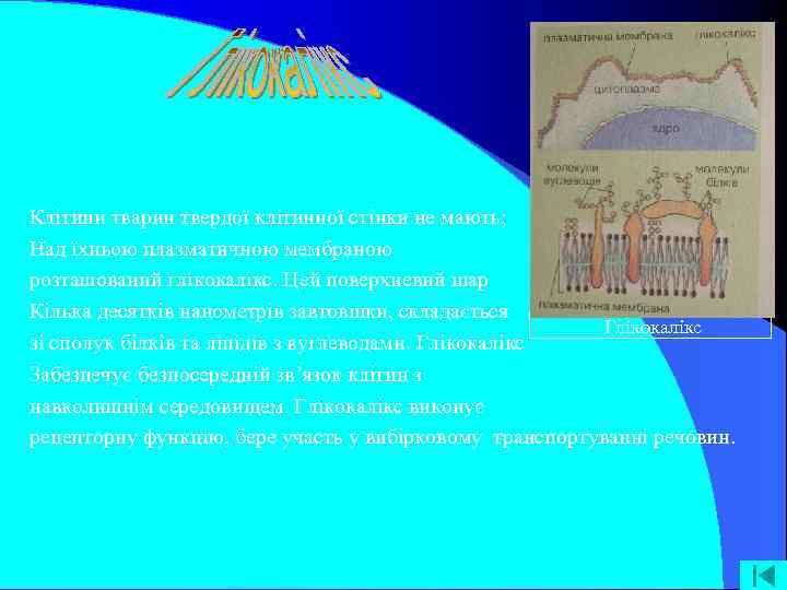 Клітини тварин твердої клітинної стінки не мають; Над їхньою плазматичною мембраною розташований глікокалікс. Цей